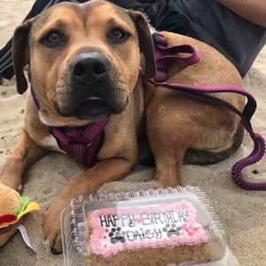 Meet your Posher, Daisy